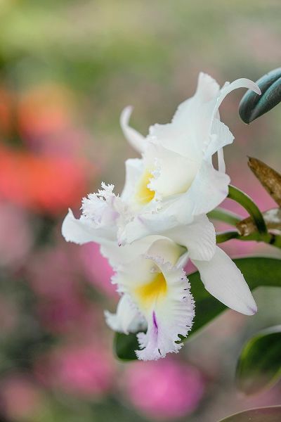 Jones, Adam 아티스트의 White orchids and soft colorful background-Butterfly World-Florida작품입니다.